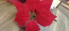 5 poinsettias Christmas flowers, 15 small-leaf home simulation flower ornaments, 5 flowers details Picture